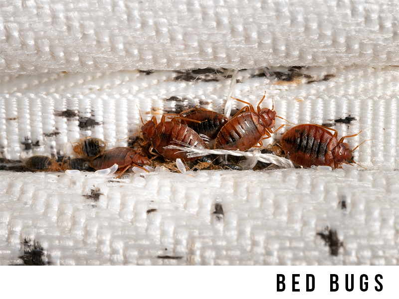 bedbugs
