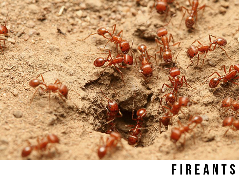 fire ants