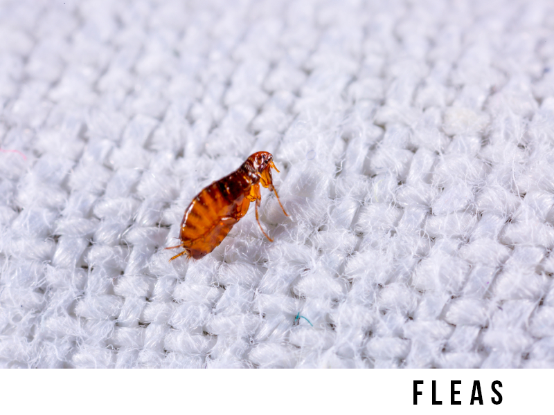 fleas