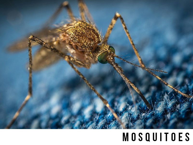 mosquitoes