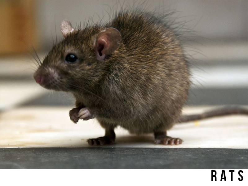 rats