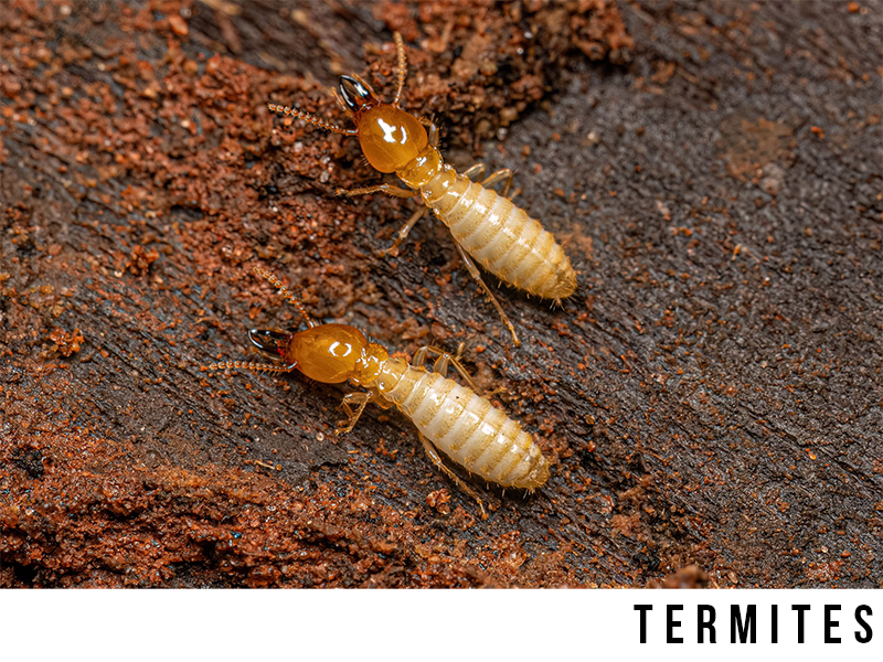 termite